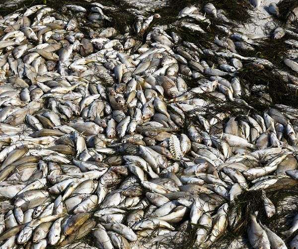 Mass fish die-off in Vietnam as heatwave roasts Southeast Asia