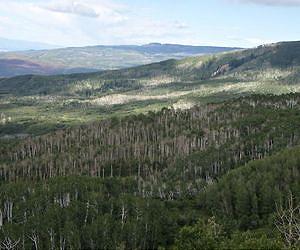 New research challenges assumptions about effects of global warming on mountain tree line