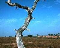 Ancient West African soil technique could mitigate climate change