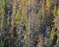 'Drunken walk' math helps explain ecological invasions