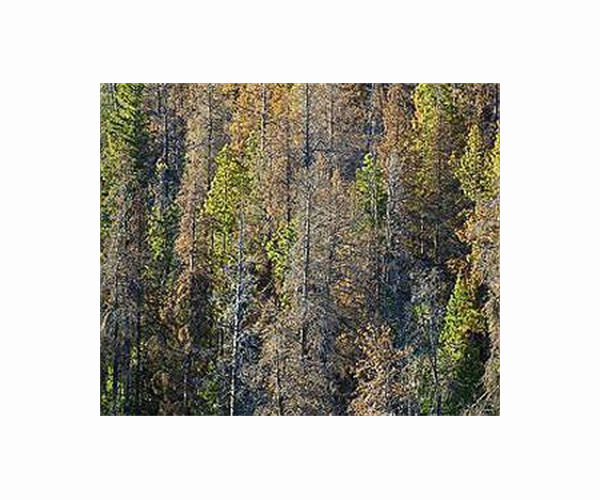 'I was counting dead trees': Scientists join climate crisis fight