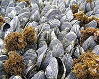 Global warming could unleash ocean 'dead zones': study