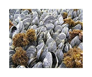 More Effort Needed In Tackling Rising Ocean Acidity
