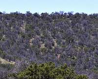 Climate change, pests, fallen trees a deadly recipe for US forests