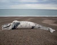 What's killing young right whales