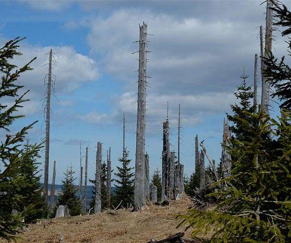Spruce forests show shared electrical response to solar eclipse