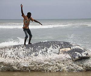 Green groups concerned over Ghana whale deaths mystery