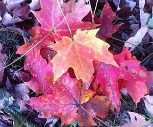 Study offers clues to how plants evolved to cope with cold