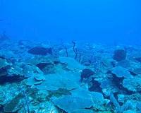 Fertile corals discovered in deeper waters off US Virgin Islands