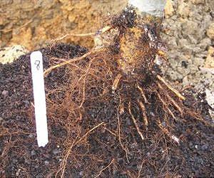 Roots and microbes: Bringing a complex underground ecology into the lab