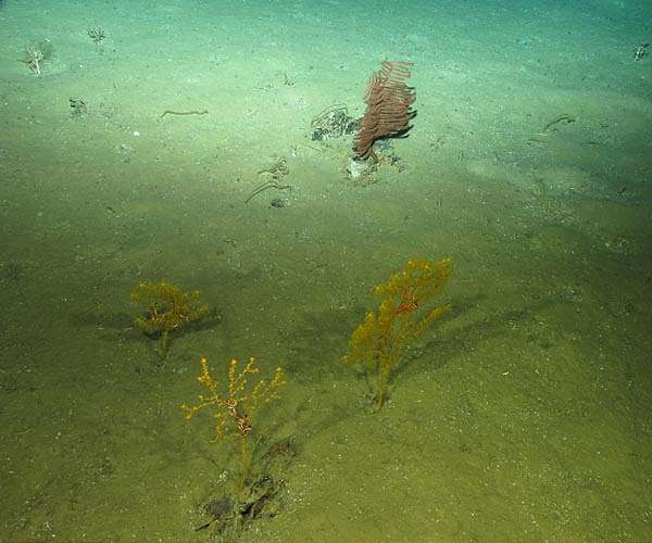 Deep ocean warming as climate changes
