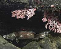 Researchers Study Acoustic Communication In Deep-Sea Fish