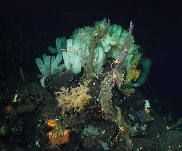 Scientists alarmed by mercury levels found at bottom of Pacific Ocean