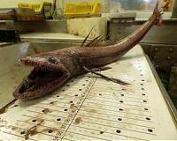 Deep sea fish remove million tonnes of CO2 a year from UK waters