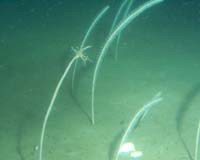 Sea Bed Provides Data On Climatic Change Today