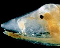 Wide range of venomous fishes, tout potential for medical therapies