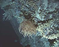 Ancient Climate Secrets Raised From Ocean Depths