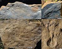 MU Researchers Find Rare Fossilized Embryos More Than 500 Million Years Old
