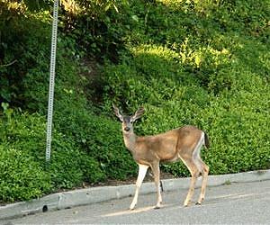 Too cute to kill? US split on suburban deer