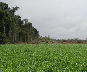 Urbanization And Export Crops Drive Deforestation