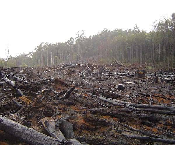 European carmakers' leather use fuelling deforestation: NGO