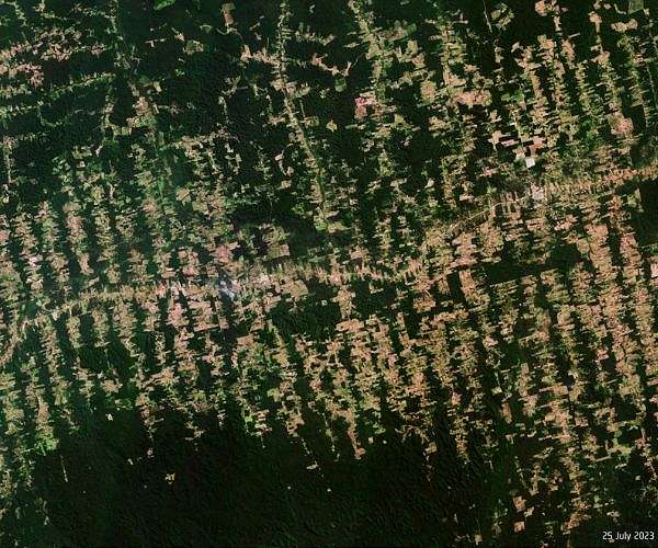 EU proposes to trim anti-deforestation rules to ease rollout