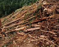 Amazon deforestation slows: Brazil