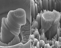 UCLA researchers create exceptionally strong and lightweight new metal
