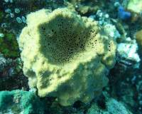 Oldest evidence for animals found by UCR researchers