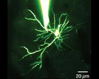 Research reveals first glimpse of brain circuit that helps experience to shape perception