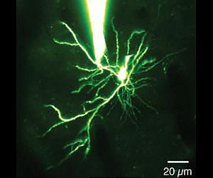 UNC neuroscientists discover new 'mini-neural computer' in the brain