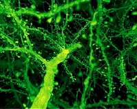How to rapidly image entire brains at nanoscale resolution