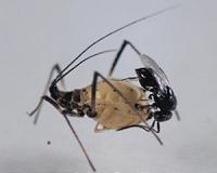 Real-life aliens extremely efficient at turning their hosts into new parasites