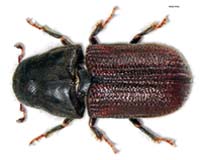 Cross Kingdom Conflicts On A Beetle's Back