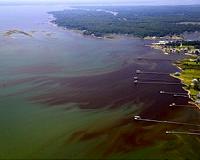 With droughts and downpours, climate change feeds Chesapeake Bay algal blooms