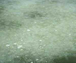 Jellyfish blooms transfer food energy from fish to bacteria
