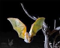 Tiny GPS backpacks uncover the secret life of desert bats