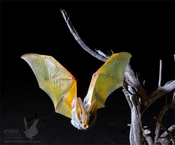 Bats use sound flow to steer through cluttered habitats