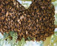 Malaysia's honey hunters defy angry bees to harvest treetop treasure