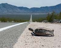 Earth at risk of heading towards 'hothouse Earth' state