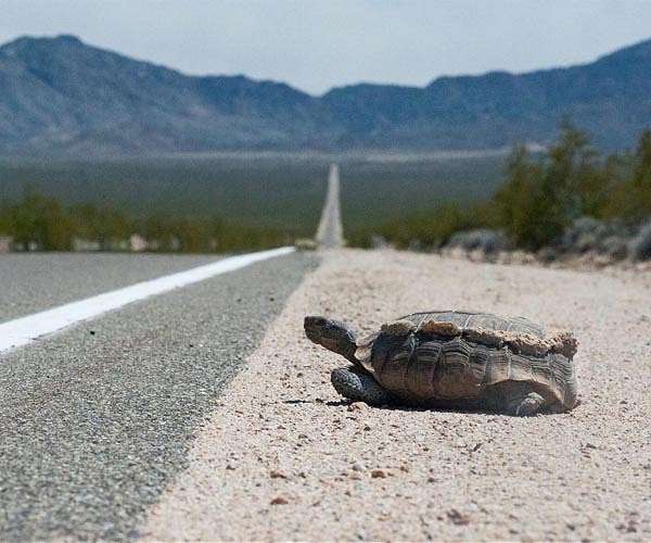 Rescuers race to save tortoises in France's burnt biodiversity hotspot