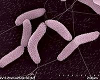 Did microbes cause mass extinction?