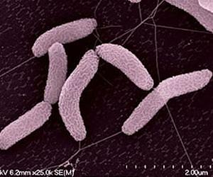 Report proposes microbiology's grand challenge to help feed the world