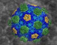 Bacterial organizational complexities revealed