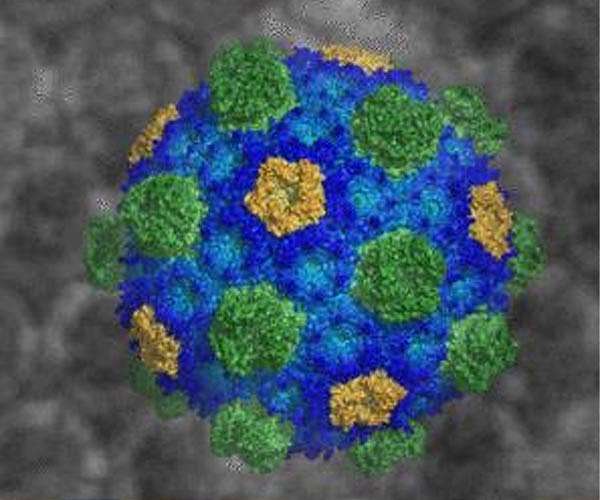 Bacteria can tell the time