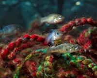 Biologists try to dig endangered pupfish out of its hole