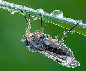 Cicadas get a jump on cleaning