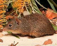 Bushfire smoke killed endangered Aussie mice far from blazes