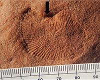 Discovering missing body parts of ancient fossils