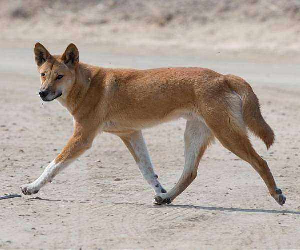 Dingoes aren't just feral dogs, says study